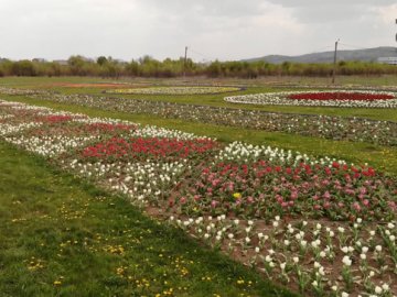 На Буковині підприємець через карантин знищив 2 мільйони тюльпанів. ВІДЕО