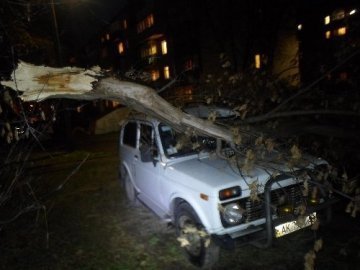 Вирвані дерева та травмовані люди: як буревій лютував на Західній Україні. ВІДЕО