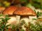 На Волині знайшли гриби, забруднення радіацією яких втричі перевищує норму 