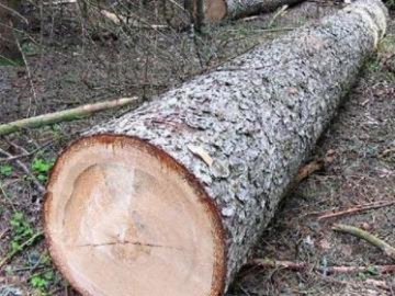 На Волині  27-річного чоловіка вбило дерево. ВІДЕО