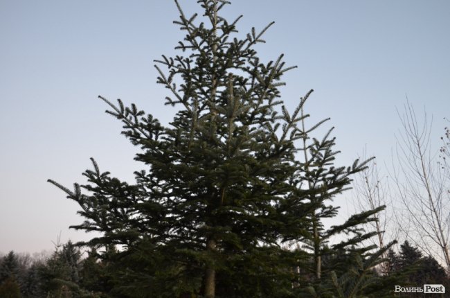 Як поблизу Луцька вирощують новорічні ялинки та сосни. ФОТО