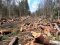 На Волині майстер лісу три місяці дозволяв незаконно рубати дерева 