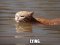 Сердитий кіт із затопленого Х’юстона став мемом