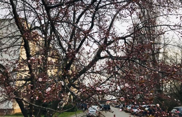 На Закарпатті уже цвітуть сакури та магнолії. ФОТО. ВІДЕО