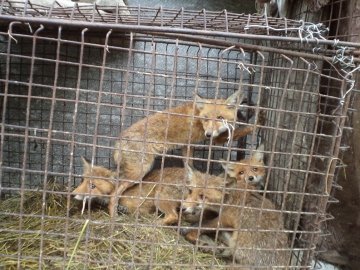 На подвір’ї у волинянина живуть шестеро лисиць. ФОТО. ВІДЕО