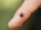 Центральний парк Луцька оброблятимуть від кліщів і комарів: містян просять утриматись від прогулянок 