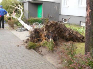 У Польщі буревій повиривав із корінням дерева