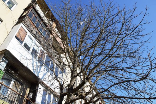 Мешканці будинку в центрі Луцька посварилися через дерева