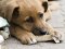 Волонтерів просять допомогти порахувати безпритульних собак у Луцьку
