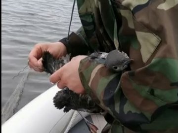 У озері на Волині врятували птаха, який заплутався у браконьєрські сітки. ВІДЕО