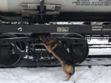  На Волині службовий пес винюхав у вагоні потяга контрабанду