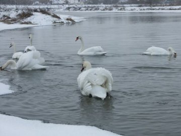 На водосховище у Ковелі повернулися лебеді. ФОТО