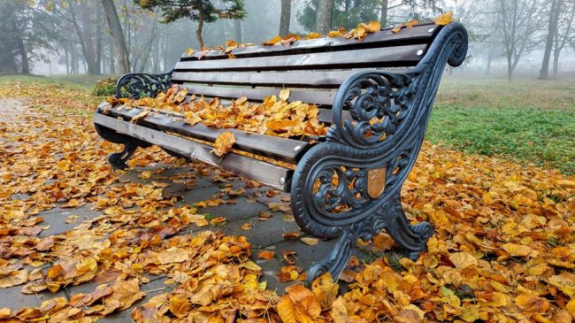 Моторошний луцький парк у полоні туману. ФОТО
