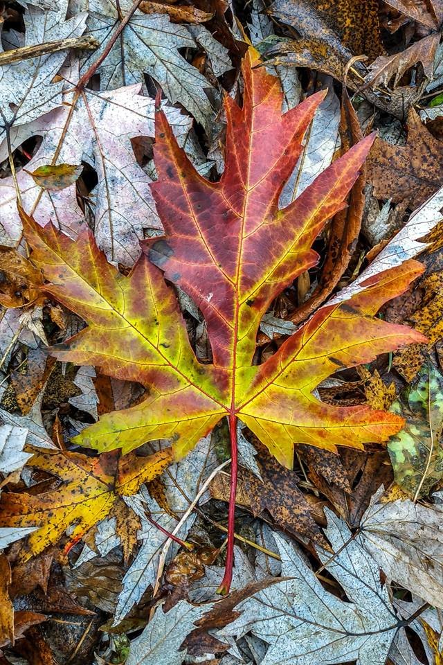 Моторошний луцький парк у полоні туману. ФОТО