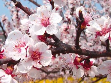 Стало відомо, як захистити цвіт плодових дерев від заморозків