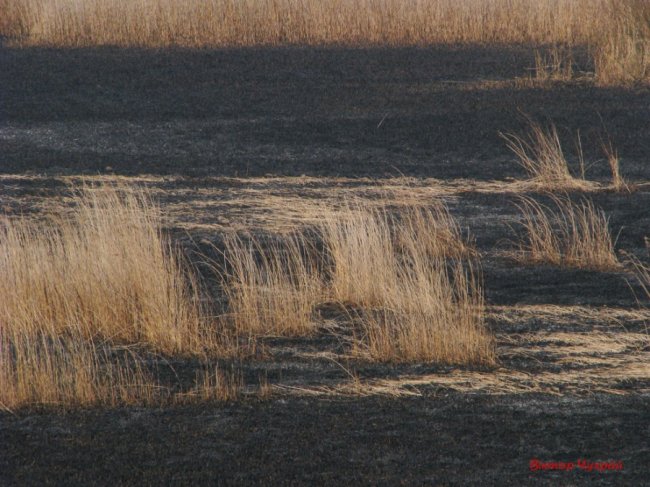 Спалений заказник «Гнідавське болото» на світлинах луцького фотографа