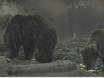 У Луцькому зоопарку через теплу зиму ведмеді не впадають у сплячку. ВІДЕО