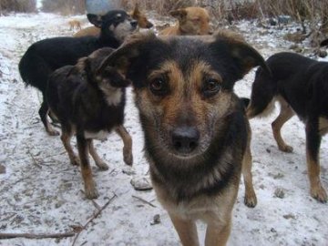 В Україні хочуть легалізувати відстріл безпритульних тварин