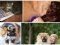 Перші фото «котячо-собачого» хіт-параду від Луцького зоопарку