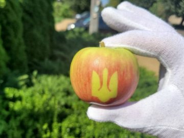На Вінничині фермери виростили яблука з тризубами. ВІДЕО