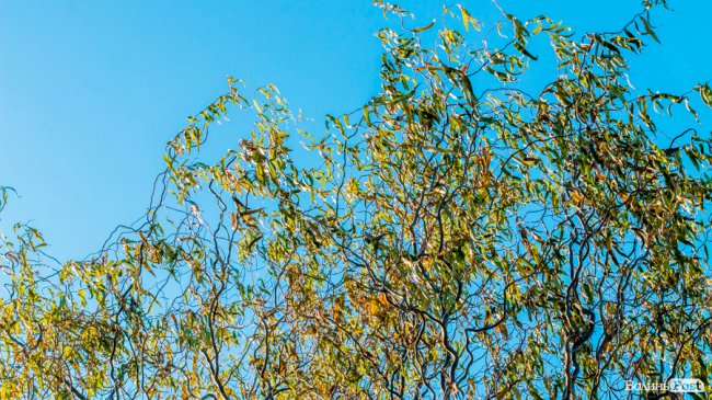 Луцьк в останній осінній день. ФОТОРЕПОРТАЖ