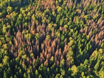 В Україні починається реалізація проєкту з протидії всихання лісів