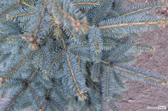 Як поблизу Луцька вирощують новорічні ялинки та сосни. ФОТО