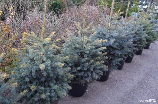 Як поблизу Луцька вирощують новорічні ялинки та сосни. ФОТО