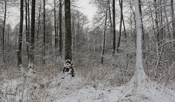 Фото зими в «Цуманській пущі»
