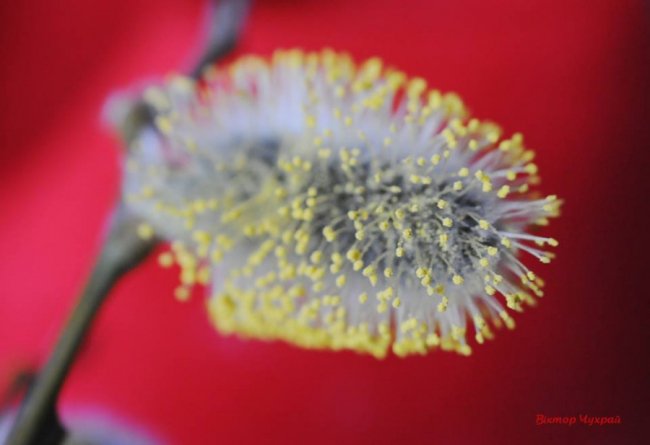Квіти і бджоли: волинський фотограф поділився весняними знімками