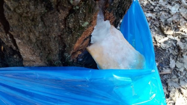 Як «видобувають» березовий сік. ФОТО Як «видобувають» березовий сік. ФОТО