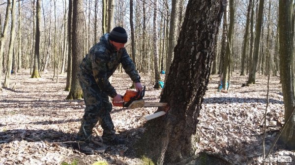 Як «видобувають» березовий сік. ФОТО Як «видобувають» березовий сік. ФОТО