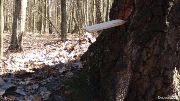 Як «видобувають» березовий сік. ФОТО Як «видобувають» березовий сік. ФОТО