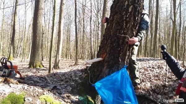 Як «видобувають» березовий сік. ФОТО Як «видобувають» березовий сік. ФОТО