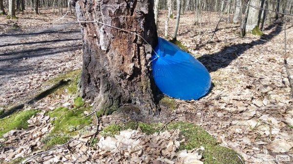 Як «видобувають» березовий сік. ФОТО Як «видобувають» березовий сік. ФОТО