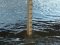Через пiдвищення рiвнiв води на річках Прип'ять та Стохiд  – можливі підтоплення 