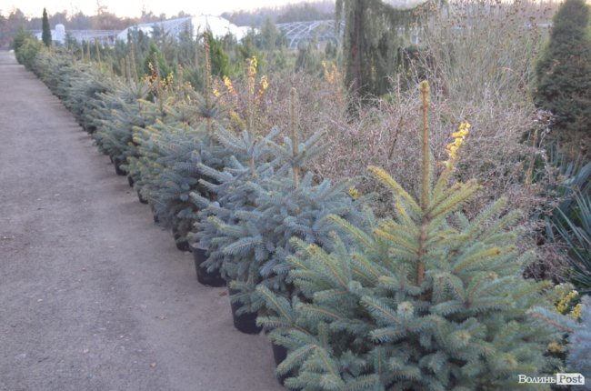 Як поблизу Луцька вирощують новорічні ялинки та сосни. ФОТО