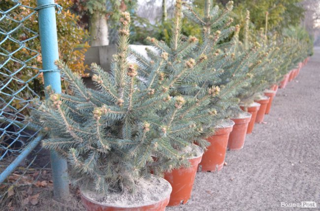 Як поблизу Луцька вирощують новорічні ялинки та сосни. ФОТО