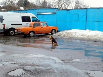 Відлов одного безпритульного пса коштує тисячу гривень