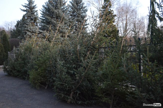 Як поблизу Луцька вирощують новорічні ялинки та сосни. ФОТО