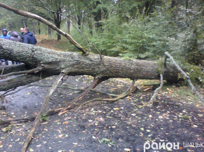 На Волині дерево впало на автомобіль білорусів. ФОТО