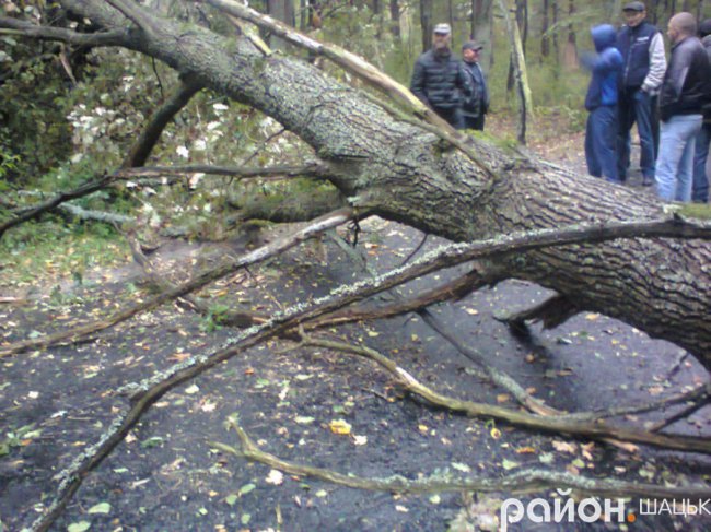 На Волині дерево впало на автомобіль білорусів. ФОТО