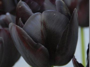 «Чорний тюльпан» відновив свою діяльність