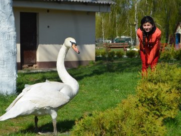 Прогулянки і селфі з лебедем: діти з Волновахи відвідали луцький зоопарк 