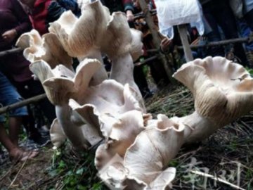 Фермер знайшов 80-сантиметрового їстівного гриба