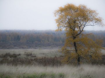 Погода в Луцьку та Волинській області на п’ятницю, 9 жовтня