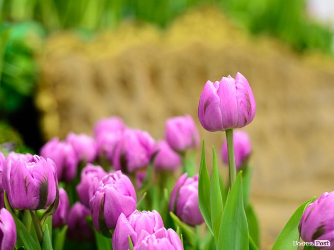 Краса неймовірна: у Луцьку стартувала масштабна виставка тюльпанів та інших квітів. ФОТО 