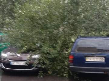 У Луцьку через негоду дерево впало на припарковану автівку