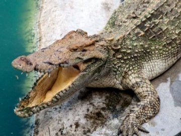 Китайська поліція спіймала контрабандиста із 399-ма крокодилами