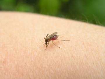 Що робити при укусах комах — поради лікаря